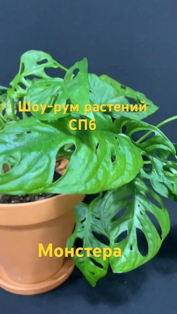 #монстера манки лиф #магазинрастений #неприхотливоера смотреть онлайн