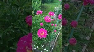 Пион Карл Розенфельд#пионы