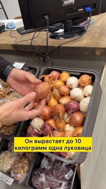 😱УНИКАЛЬНЫЙ ЛУК-СЕВОК «ГИГАНТЕЛИОН», КОТОРЫЙ ВЫ БОЛЬ смотреть онлайн