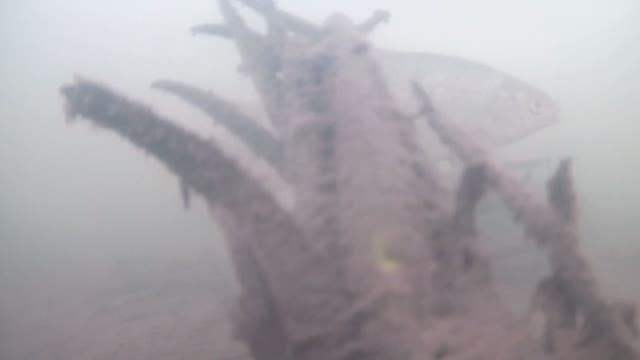 РЫБАЛКА НА РЕКЕ В КОНЦЕ МАРТА. ЩУКИ И ПЛОТВА СТОЯТ БОК О БОК смотреть онлайн