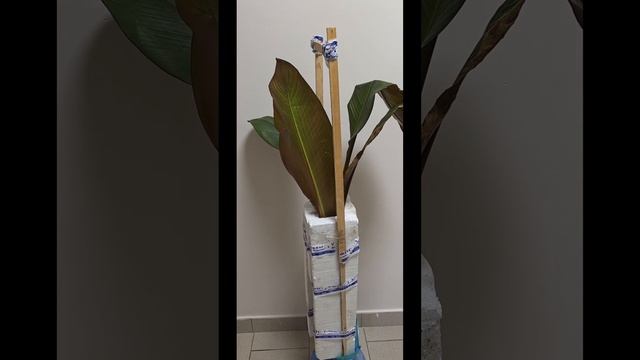 Адениум цветет и сажаю Абиссинский красный банан, мос? смотреть онлайн