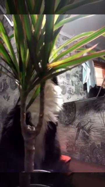 Какая вкусная драцена! смотреть онлайн