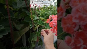 ЮВ Феникс пеларгония герань