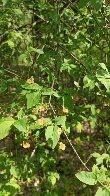 Бересклет Форчуна/ Euonymus occidentalis смотреть онлайн