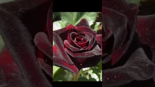 почему осыпаются листья у РОЗЫ #просто #plant #gardening #flower смотреть онлайн