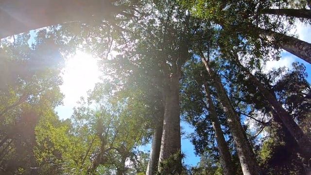 Деревья каури. смотреть онлайн