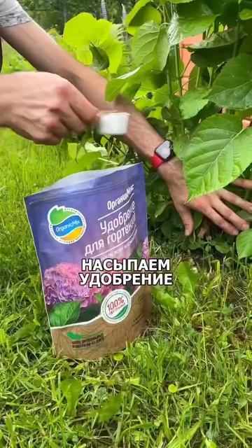 Как получить пышные гортензии🌸 #дача #сад #гортензии смотреть онлайн