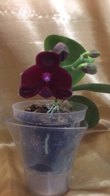 Орхідея Сого Релекс і Міссі 😍 смотреть онлайн