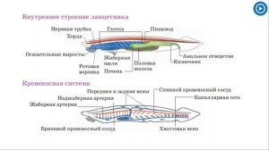 Биология 7 класс Тип Хордовые Ланцетник