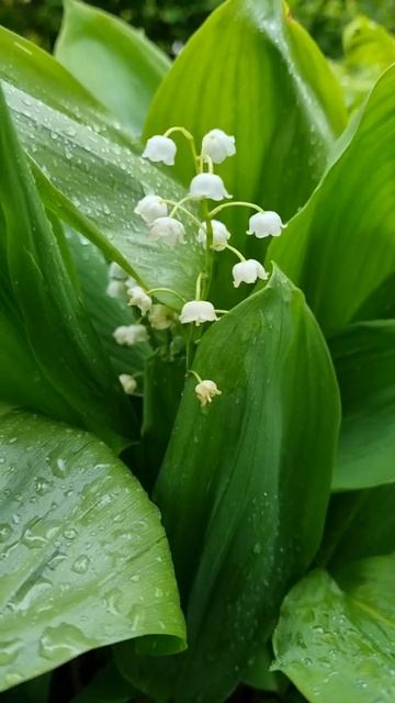Ландыши смотреть онлайн