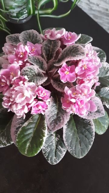 АВ Мерцающий фонтан смотреть онлайн