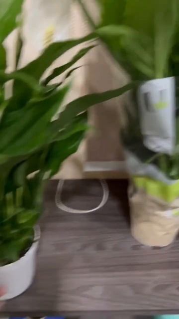 әйел бақыты гүлі #гүлдер #комнатныерастения #цветы #гү? смотреть онлайн