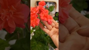 Пеларгонии на подоконнике. Анна Жанет, BY Коралловый ри