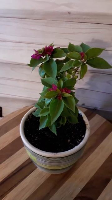 Mini Thai (5.07.19) - самое начало цветения под открытым солнце смотреть онлайн