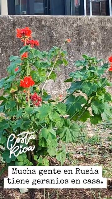 #герань растет как куст на клумбе в Коста Рике #costarica #р? смотреть онлайн