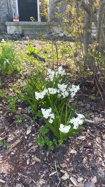 Не подснежники #video #канада #canada #fun #shortsvideo #flowers #shorts #short смотреть онлайн