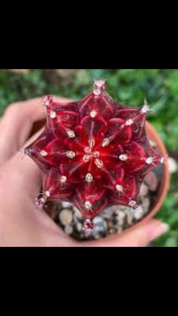 Топ необычных кактусов 1 часть #cactus #кактус #plants #суккул смотреть онлайн