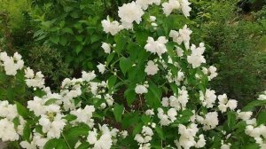 Чубушник,філадельфус,садовий жасмин Жемчуг