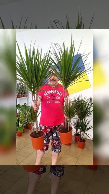 Драцена Маргината двойка, цена 600 гривен! Бронь в вайбе смотреть онлайн