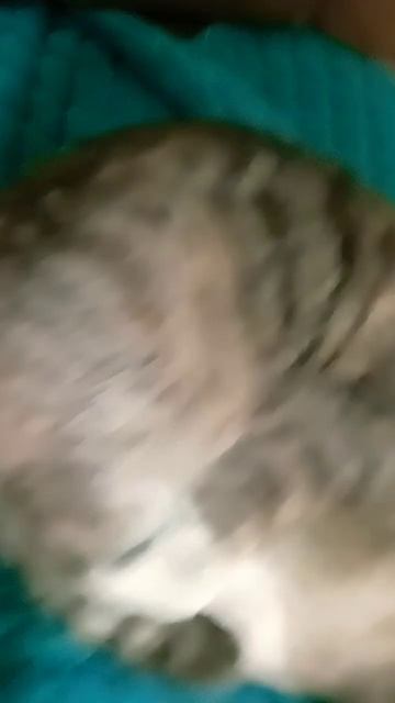 Подпишись если любишь кошек и котят смотреть онлайн