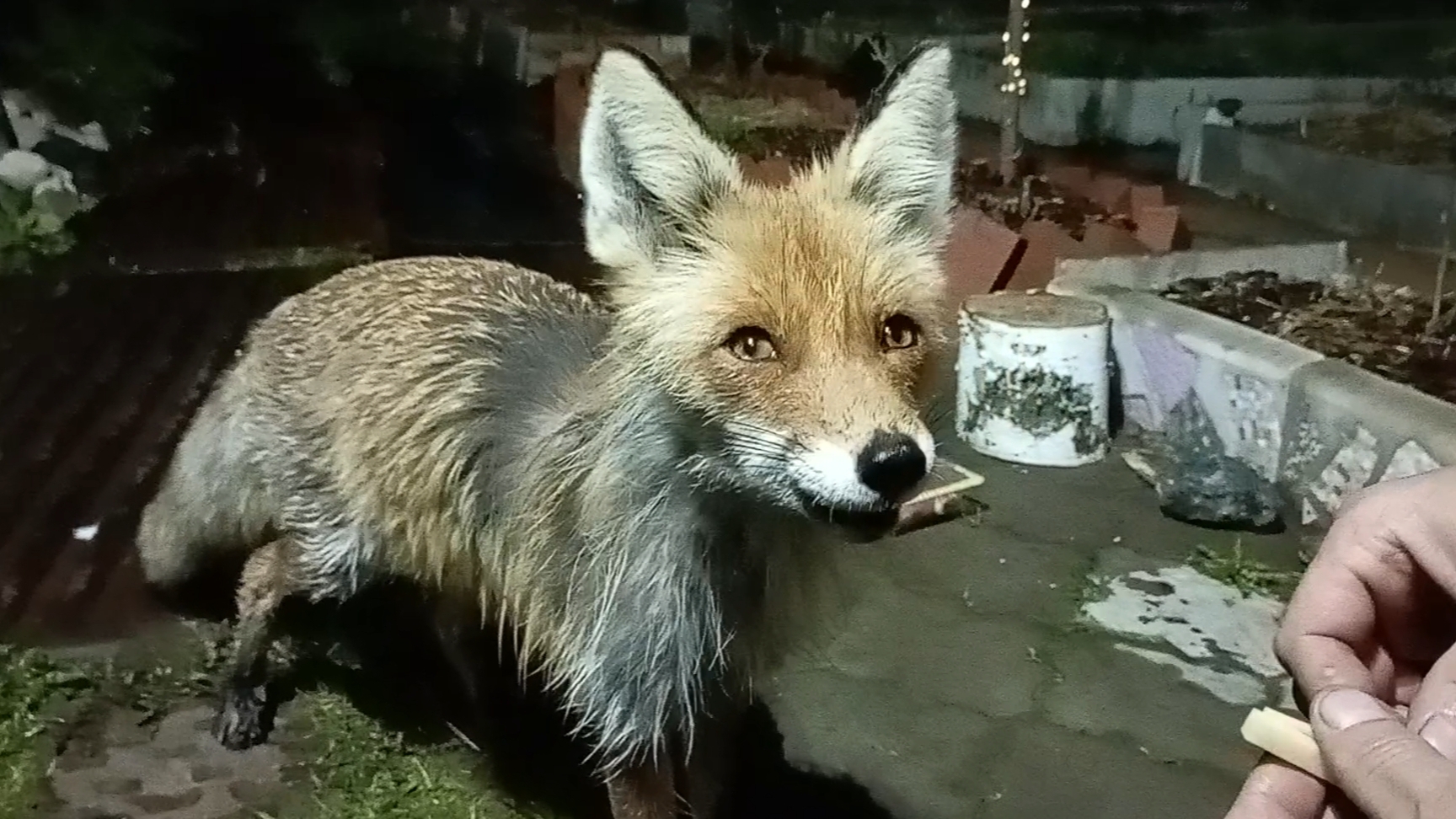 (1011) Лиса приходит в гости. Май 2025 смотреть онлайн