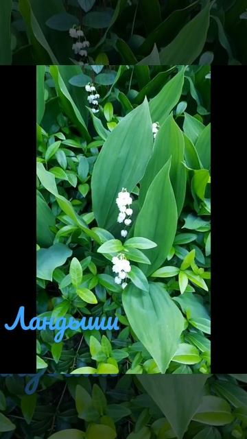 Ландыши смотреть онлайн