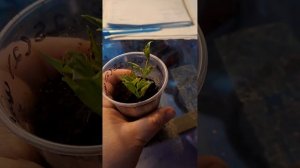 Проблемы с черенками георгин #георгины 1