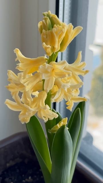 Вырастила гиацинты на окне! 🪻 #гиацинт смотреть онлайн