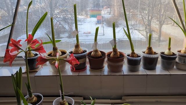 04.03.24.Гиппеаструмы на работе..срезаю последние цветоно смотреть онлайн