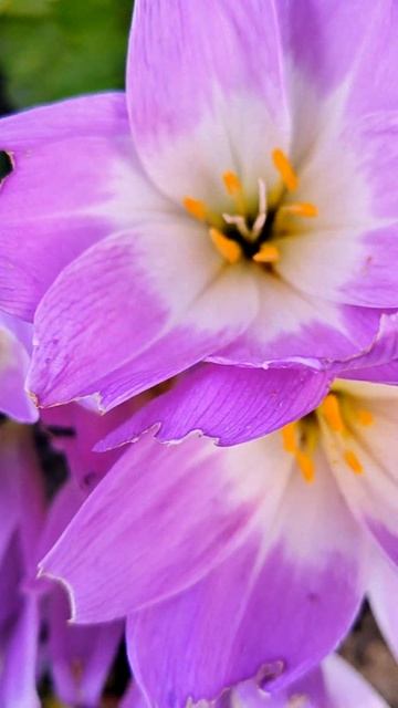 🪻ОсенниеЦветы#осень#цветы#nature#цветынадаче#осень2024#у? смотреть онлайн