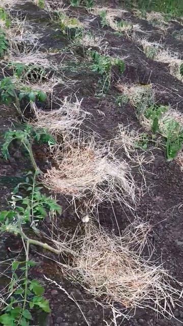 Другое Дело!Помидоры поливает дождь!Четвёртый день,ка смотреть онлайн