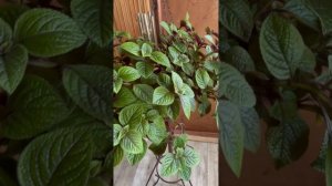 Плектрантус реснитчатый великолепно украсит участок