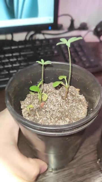 рассада люпинов