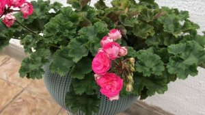 Пеларгония. Ириол Сударыня Зоя. Прошу прощения за звук