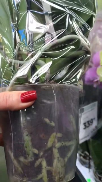 💙💛White beauty Phal Leontine big lip Епіцентр Київ #shorts #orchid #phalenopsis # смотреть онлайн