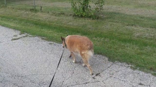 Сладкая парочка в кустах