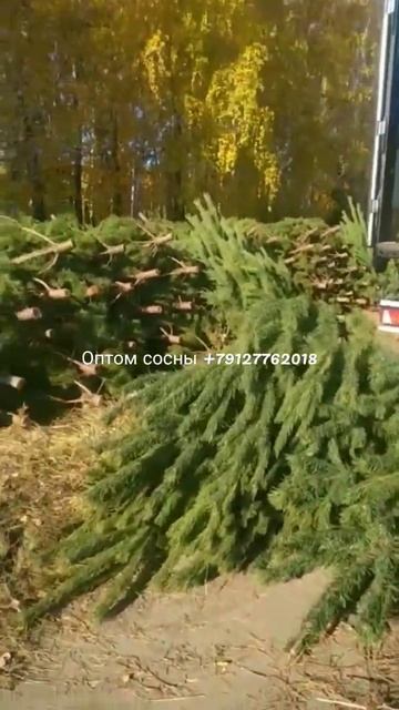 Оптом новогодняя сосна напрямую с делянки отправляем смотреть онлайн