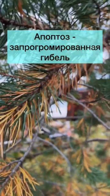 Апоптоз #биология #биологияегэ #био #биоегэ #ботаника #? смотреть онлайн