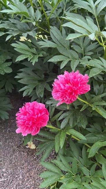 Снова пионы. Красота, мимо которой не пройти! #пионы #цв смотреть онлайн