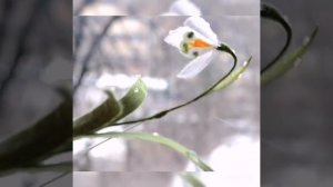 Валяние. Брошь подснежник.