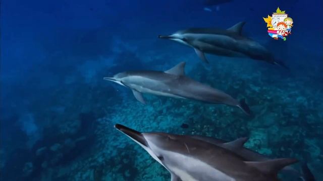 🐬Про дельфинов детям | Познавательное видео о дельфи? смотреть онлайн