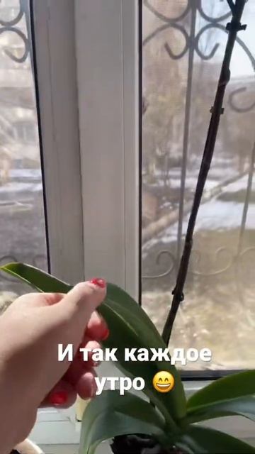 комнатные растения и так каждое утро смотреть онлайн