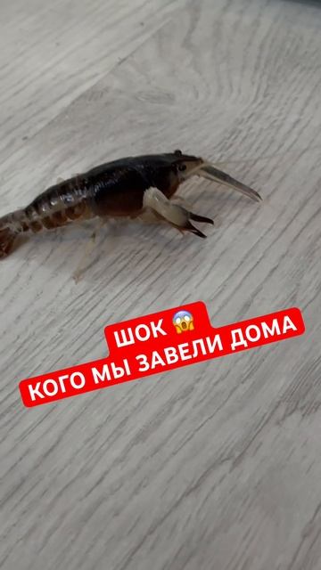 ШОК! КОГО МЫ ЗАВЕЛИ ДОМА #морскиеживотные #домашниежив смотреть онлайн