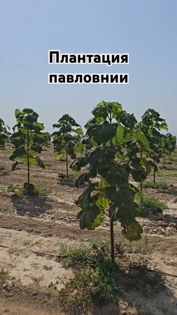 Плантациия павловнии! смотреть онлайн