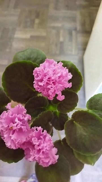 Лф Сладкий пион 27 апреля 2024 г. смотреть онлайн