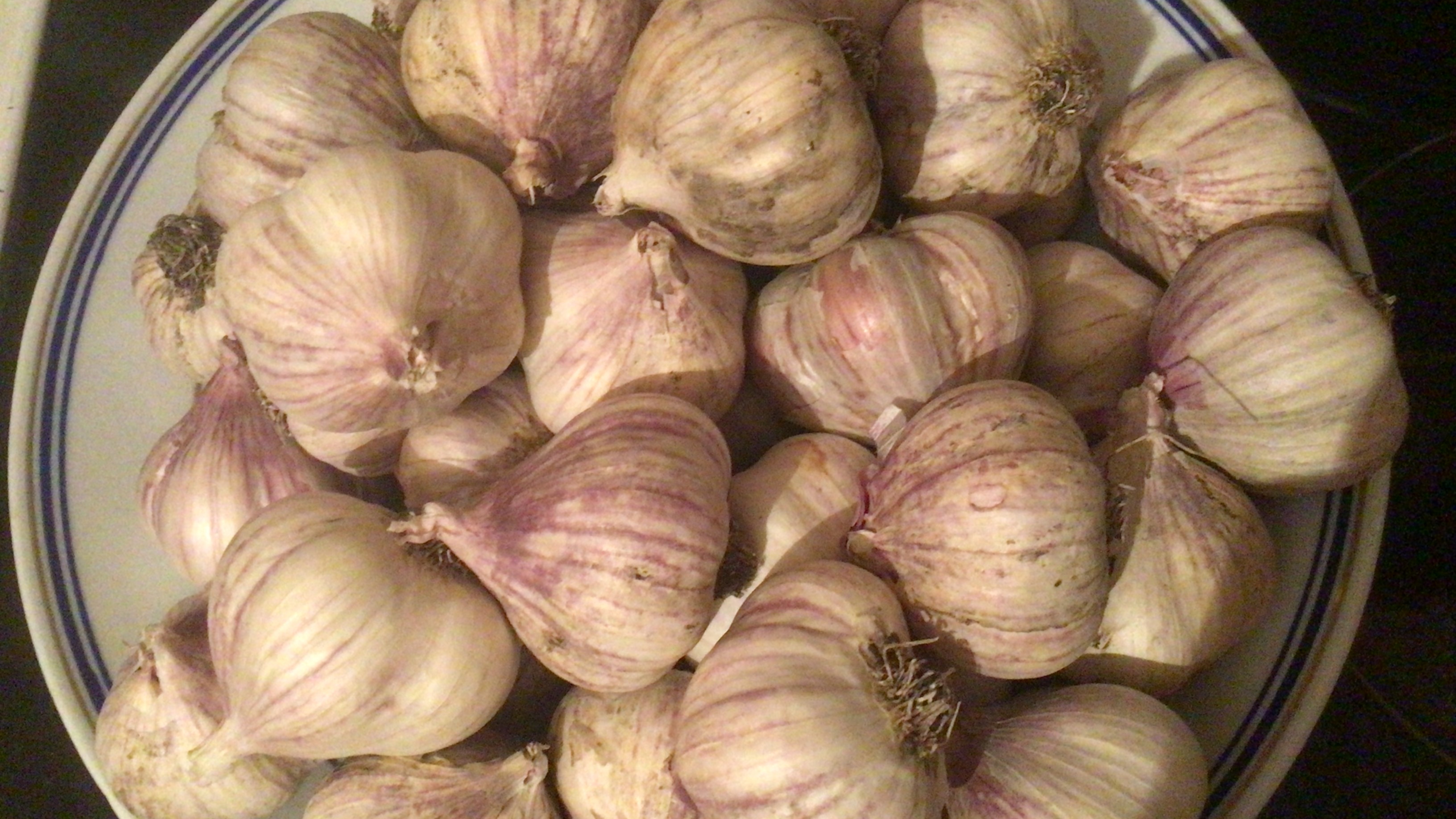 Первая подкормка чеснока #чеснок #подкормка #Верадача смотреть онлайн