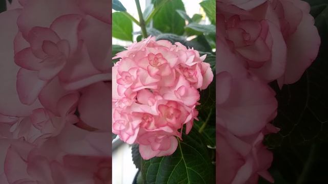 Гортензия крупнолистная Мисс Саори  (Miss Saori) Обзор