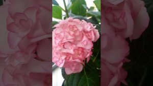 Гортензия крупнолистная Мисс Саори  (Miss Saori) Обзор