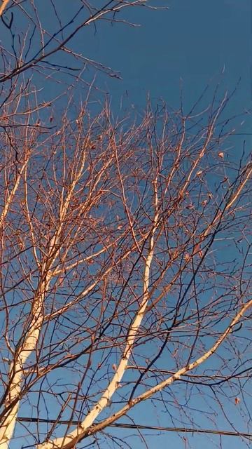 Белая берёза под моим окном❄💙#makeupartist #style #music #fashionstyle смотреть онлайн