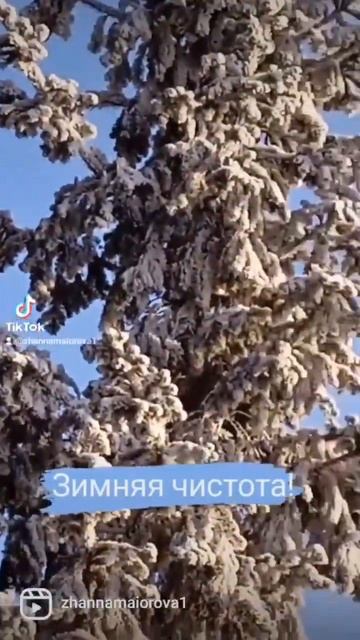 #красота и зимняя свежесть! Пихта у дома. ❤️ #shorts смотреть онлайн